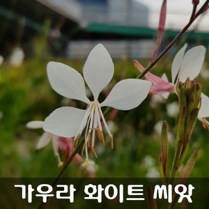 [해피플라워] 가우라 화이트 백접초 나비바늘꽃 씨앗 100립 / 봄 여름 가을 파종 꽃씨, 1개