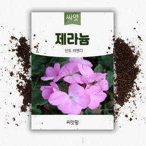 씨앗 제라늄 핀토 라벤다 5립, 1개