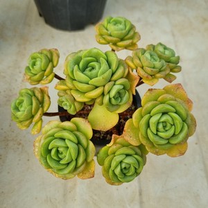 [수암다육] 릴리패드 랜덤발송 Aeonium 'Lily Pad' 다육 다육이 다육식물 482, 1개