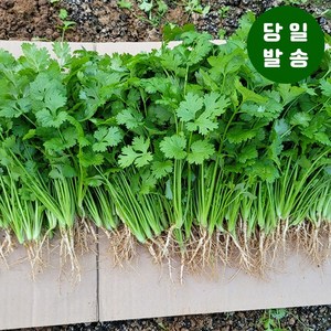 양주농부 클로렐라 고수 나물 향채소 고수풀 500g-1kg, 500g, 1개