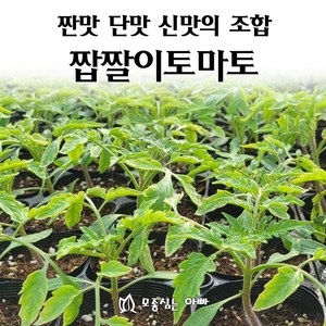 [모종심는아빠] 짠맛 신맛 단맛의 조합 짭짤이토마토 모종, 3컵, 1개
