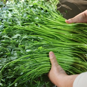 산지로드 국내산 세척 미나리 당일수확, 1kg, 1개