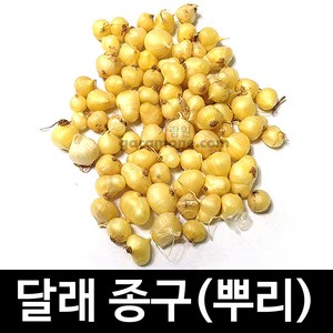 뿌리 달래 종구 씨앗 종자 토종 재래종 약초 30g, 1개