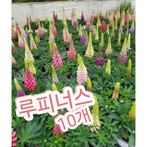 루피너스 10개/생생한 색상과 독특한 첨탑 모양으로 유명, 10개