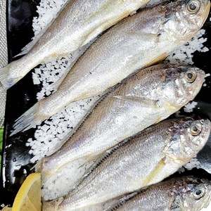 [살살녹는] 국내산 조기 밥반찬 실속조기 냉동 가정용 식당용, 1박스, 살살녹는 조기 3kg(50미 내외)