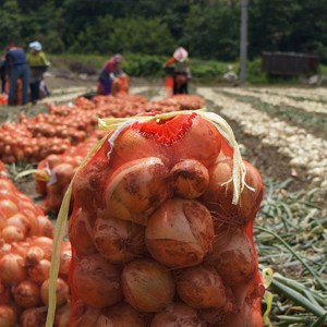 [365로컬푸드] 24년 창녕 햇양파 산지직송, 소, 1개, 3kg