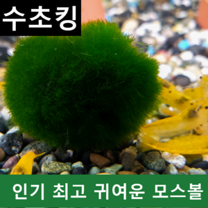 [수초킹] 키우기 쉬운 초보수초 유럽산 모스볼, 1개