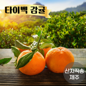 [산지직송] 타이벡 감귤 한국인이 사랑하는 국민과일 감귤 제주도 감귤 지금이제철!, 1개, 2.5kg 중대과