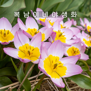 구근 원종튤립 라일락원더 [10구 복남이네야생화 추식구근 튜울립 tulip], 10개