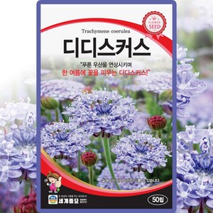 세계종묘 디디스커스 씨앗 50립 우산꽃 씨 트라키메네 꽃 종자, 1개