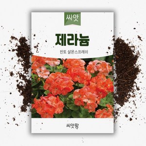 제라늄씨앗 (5립) 핀토 살몬스프래쉬, 1개