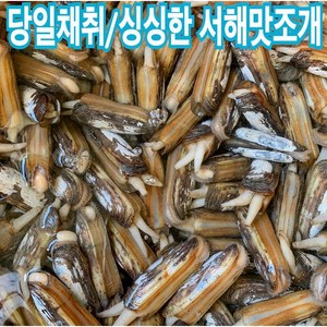 [서해바다 당일채취] 싱싱한 서해갯벌 가리 맛조개 1kg, 1개