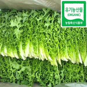 100% 유기농 친환경 치커리 300g, 300g(1개), 1개