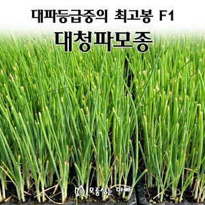 [모종심는아빠] 대파모종 대파중의 최고봉 F1 대청파, 10구, 1개