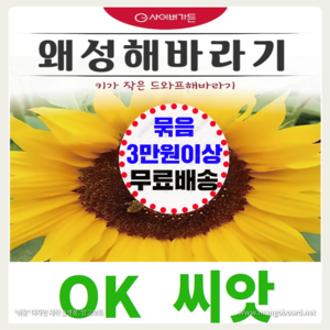 [OK씨앗] [왜성해바라기] 해바라기씨앗 종자(오케이씨앗), 1개