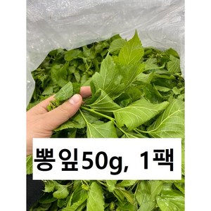 생뽕잎 50g 누에 먹이용 뽕잎, 1팩