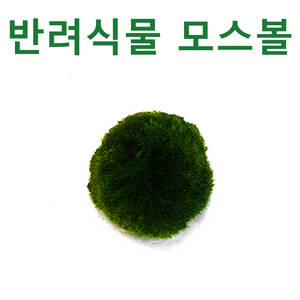 [수초몰] 모스볼 유럽산 / 초보자수초 자연수초 새우놀이터 새우수초, 1개