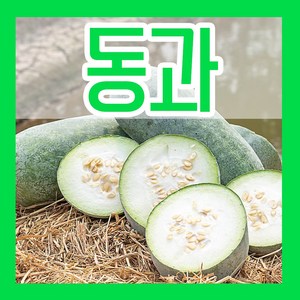 동과 씨앗 30립 동아박 동아호박 종자 씨 파종, 1개