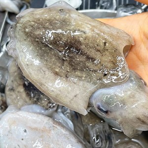 생물 갑오징어 1kg 특대 자연산 횟감용 통찜 볶음 탕, 1개