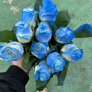 [사직생화] 염색 장미 생화 10송이 20송이, 1개