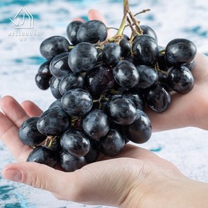 웰굿 [웰굿] 달콤한 씨없는 세이블 블랙 포도 1kg(2-3수), 1개