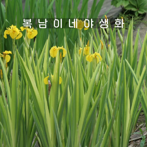 아이리스 옐로우 바리에가타 [1포트 복남이네야생화 노란꽃창포 노랑붓꽃 iis], 1개