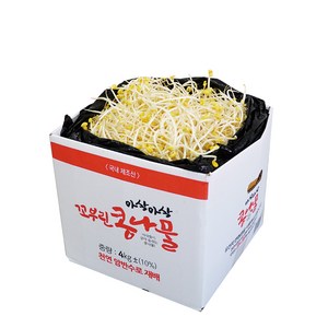 [생산자 직송] 천연 암반수로 키운 튼실한 꼬부린 콩나물, 1kg, 1개