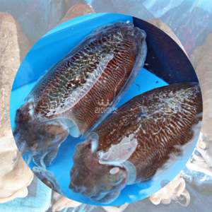 [산지직송] 국내산 제철 활 갑오징어 생물, 1개, 1kg