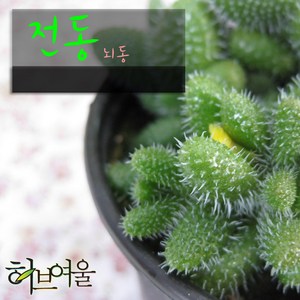 허브여울다육 전동(뇌동) 지름 9cm 소품 다육화분, 1개