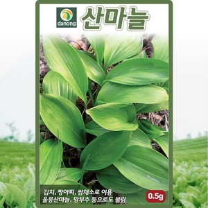 다농 산마늘 씨앗 0.5g 명이나물씨 산채 종자, 1개