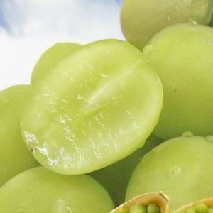 [한정특가행사] 고당도 바삭달콤 씨없는 애플청포도 오톰크리스피, 1개, 1kg