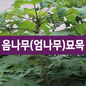 [나무의모든것] 가시없는 음나무묘목, 가시없는 민음나무묘목 2년생, 1개