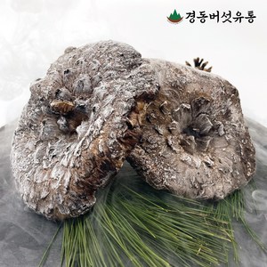 [경동버섯유통 송이 능이] 자연산 능이버섯 / 냉동 1kg 냉동능이/특A급 A급 B급 C급 P급 육수용, 냉동능이 특품A급 1kg, 1개