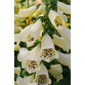 디기탈리스 달마시안 컬러선택 (꽃씨앗/10립) Digitalis Dalmatian F1, 크림