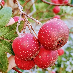 대실산사 묘목 / 수퍼왕 산사나무/사계절 식재 가능한 포트묘로 배송, 1개