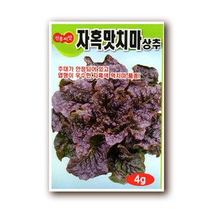 진흥 자혹맛치마상추 씨앗 4g, 1개