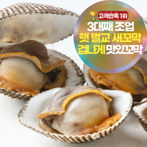 [겁나게맛있꼬막] 삼시세끼연구소 쫄깃함 폭발하는 햇 벌교 꼬막 새꼬막, 5kg(중) 내외, 1개