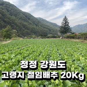 청정 강원 평창 무르지 않는 명품 고랭지 절임배추 20KG 김장 전날 받으세요. 배송메시지에 연락처랑 날짜 입력해 주세요. 주문 확인되면 문자드려요~, 김장 전날 11월 29일 도착, 1박스