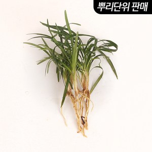 애란 3촉 (전경수초) - (원예수초 전경꾸미기), 1개