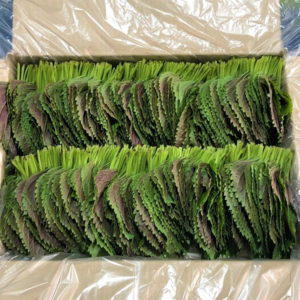 (GAP인증)500G 1KG 직접재배 당일수확 밀양깻잎, 500g, 1박스