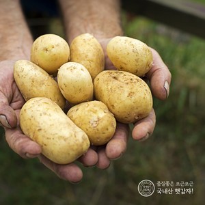 지금수확중 25년 수미 햇 감자 2kg 3kg 5kg 10kg 하우스햇감자 제주감자 간식 수미감자, 3kg (중), 1개