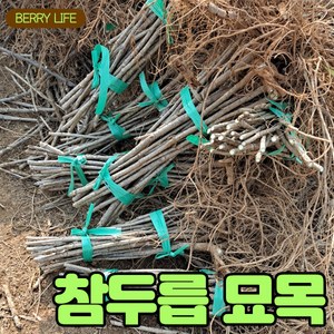 [2월24일 순차출고][베리세상]직접 키우는 두릅 묘목 40개, 1개