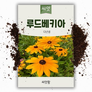 씨앗팜 야생화 꽃씨 루드베키아 종자 씨앗 (1000립) 국화과 여러해살이 다년생, 1개