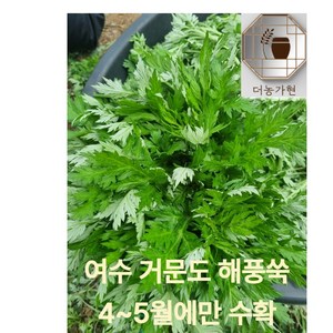 [산지직송 당일수확](더농가현) 좋은품질 선별 여수 거문도 해풍쑥 신선한 제철 나물 이번달만 판매, 1박스, 1kg