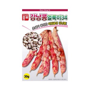 아시아종묘 얼룩이34 강낭콩 씨앗 30g 비덩굴성 적색 콩 씨, 1개