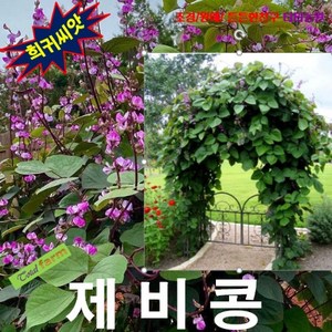 (희귀씨앗) 루비문 제비콩 5립, 1개