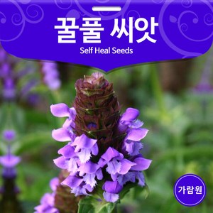 꿀풀 씨앗 하고초 종자 꽃씨 꽃씨앗 꽃종자 1000알, 1개