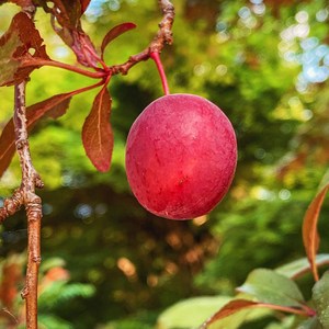 자두나무 추희 자두 결실주 나무 묘목 R3-4 전후, 1개