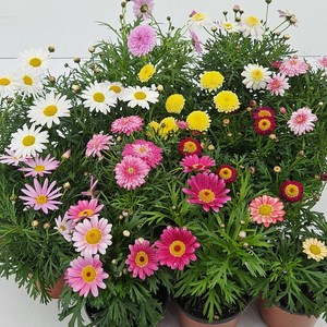 아비가든 목마가렛 1+1 받침포함 꽃모종키우기 봄꽃 여름꽃 가을꽃, 1세트, 2종