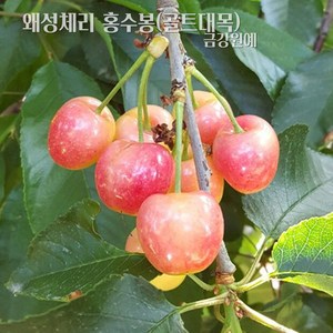 체리나무 왜성체리 홍수봉 묘목(접목1년/콜트대목)) 금강원예, 1개